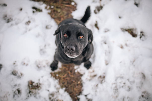 Funny pet labrador dog animal during seasonal activity. beautiful breed dog funny labrador outdoor pedigree pet portrait purebred