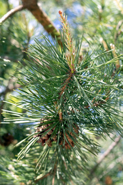 istock beautiful cones close-up 1435074905