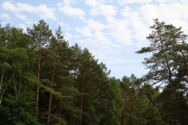 istock beautiful tall pine trees against the blue sky 1435075122