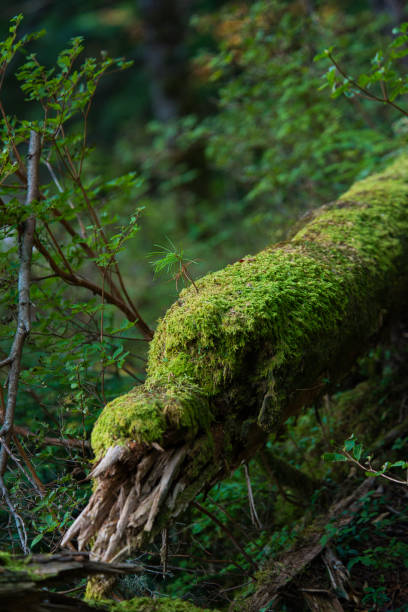 istock Moss in the forest around Shirakoma Pond 1435075148