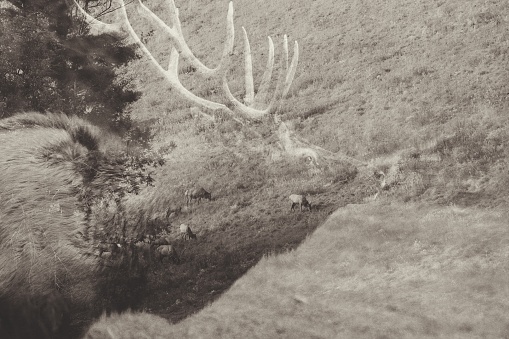 Bull elk over photo of elk grazing on a hill.