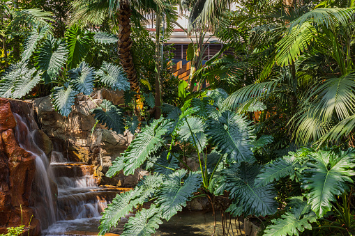 Beautiful view of green leaves and small waterfall on background. Beautiful nature backgrounds. Aruba.