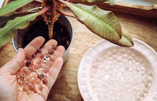 Adding water beads gel balls in houseplant pot in home. Watering system concept.