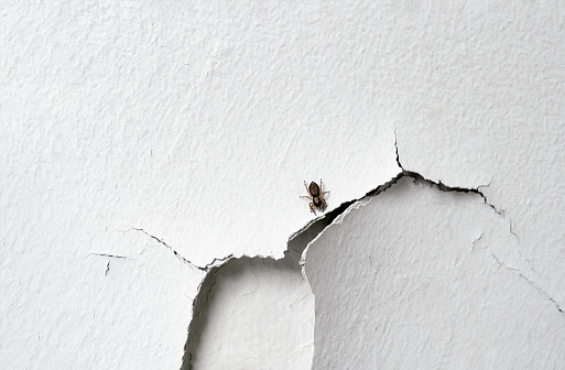 Domestic house spider climbing on white broken rough concrete wall, Insect on cracked white color paint wall background,