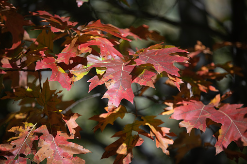 Maple leaves turning red during autumn in Toronto, Canada.