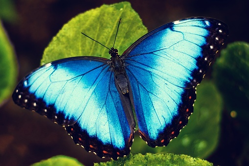 Summer meadow with blue morpho butterflies.