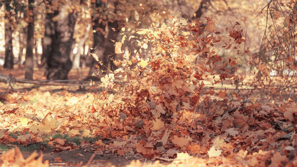 istock Flying yellow autumn leaves on the wind 1435078897