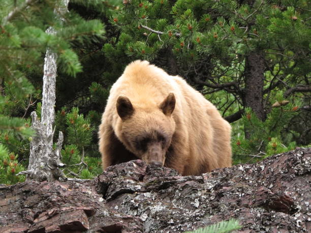 istock Grizzly Bear and Mountain Goat 1435079766