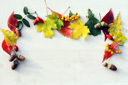 Autumn composition of colorful leaves and fruits. Natural background, top view, copy space for text