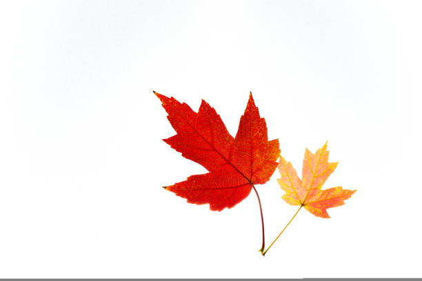 istock Two maple leaves yellow and red isolated on white background.Isolated leaves.Copy space .Autumn red and yellow leaves on white background, top view 1435081663