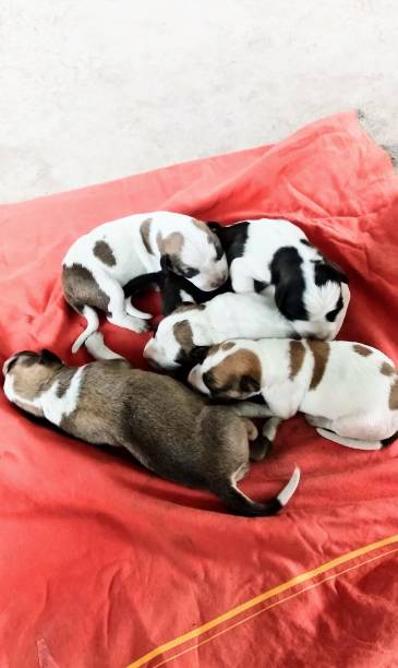 istock Street dog puppy 1435081689