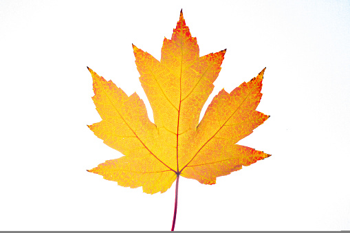 Yellow autumn maple leaf isolated on white background.