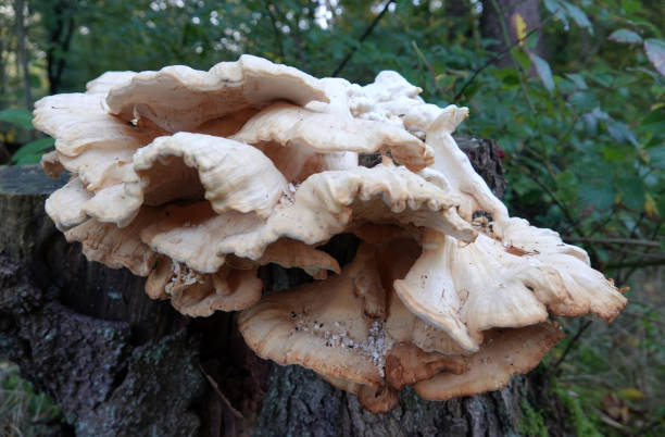 istock Old edible  bracket fungus mushroom 1435082137