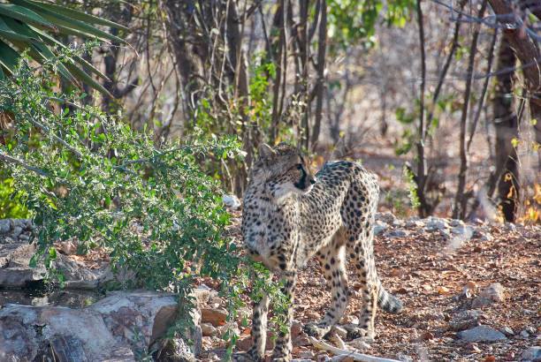 istock Cheetah in a refuge in Namibia 1435082181