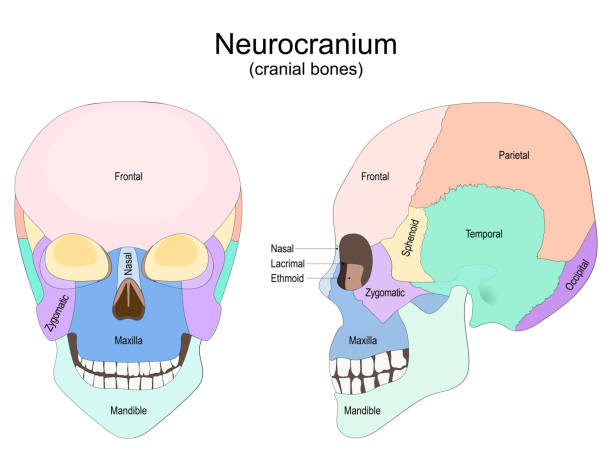 人間の頭蓋骨。神経頭蓋。頭蓋骨 - dissection点のイラスト素材／クリップアート素材／マンガ素材／アイコン素材