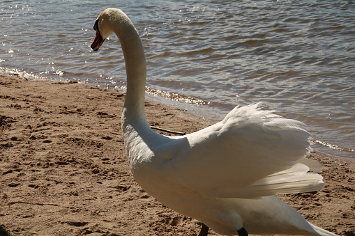 a family of white swans went for a walk on the beach near the lake