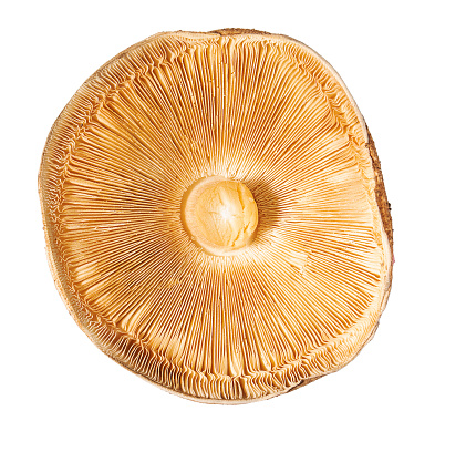 Mushroom cap autumn champignon bottom view isolate on white background.