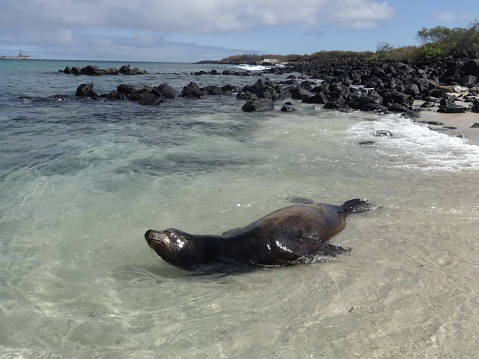 Sea lion in a beach in San Cristobal island. Galapagos 2022
