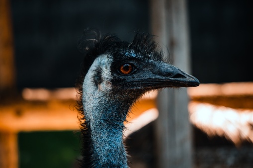 Closeup of smiling emu, west Australia