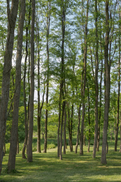 istock Long green acacias on a green grass 1435085580