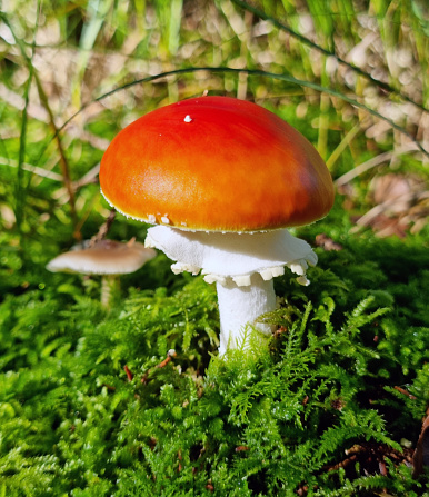 Beautiful red toadstool - Amanita muscaria - in the forest with fresh green moss.
