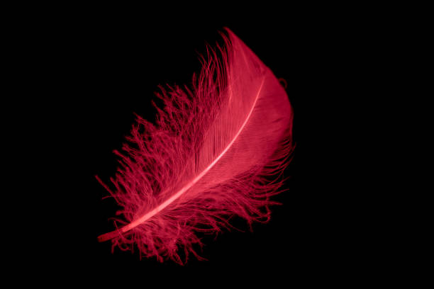 istock a red goose feather on a black isolated background 1435086016