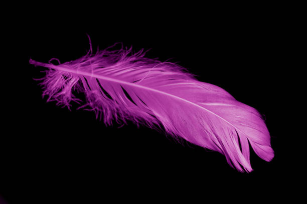 istock violet feather goose on a black isolated background 1435086025
