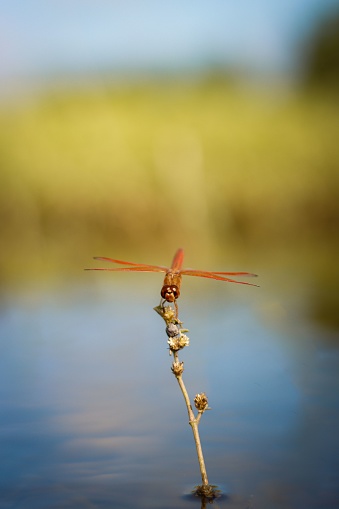 a closeup a red dragonfly on a plant in the water, Anisoptera