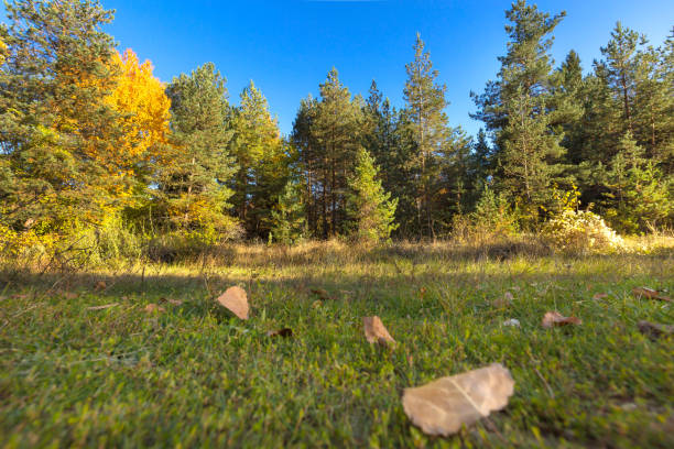 Low angle view of the bright yellow and green colorful autumn leaves on trees