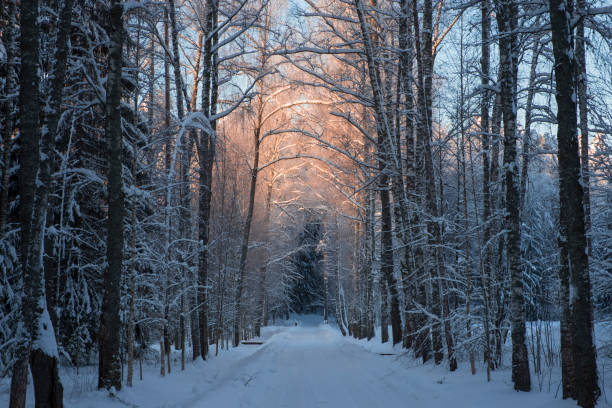 gasse im winterpark, schöne bäume im schnee, die von der sonne beleuchtet werden - snow park road cold stock-fotos und bilder