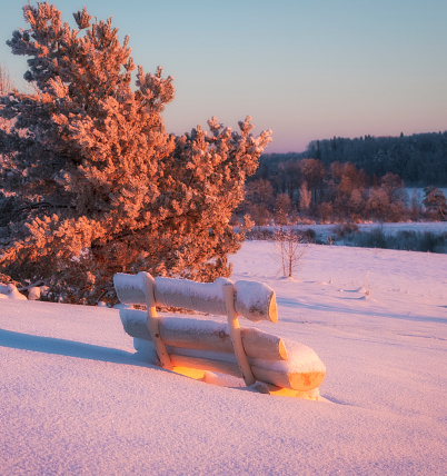 A bench near a beautiful tree, a pine tree in frost on the background of a winter forest in the snow at sunset