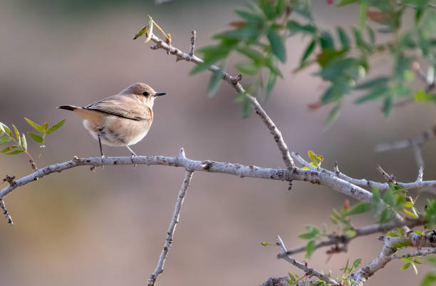 Female Black eared Wheatear Oenanthe Hispanica perching on a branch Female Black eared Wheatear Oenanthe Hispanica perching on a branch oenanthe hispanica stock pictures, royalty-free photos & images