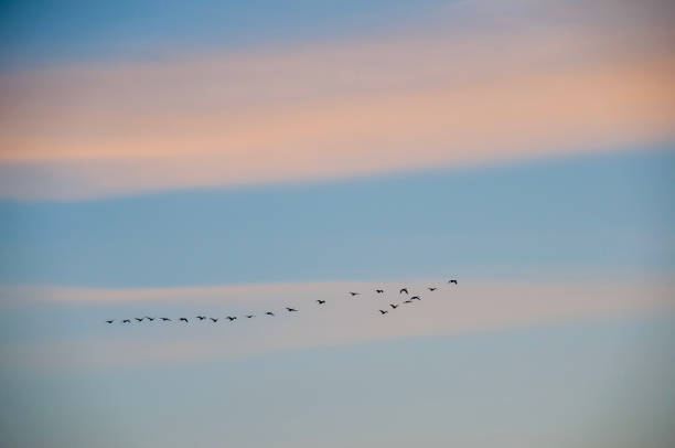 istock Canadian geese fly through the colorful clouds 1435089572