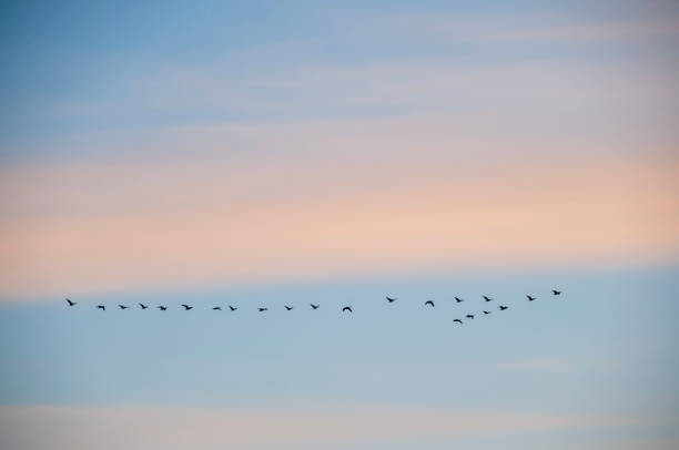 istock Canadian geese fly through the colorful clouds 1435089684