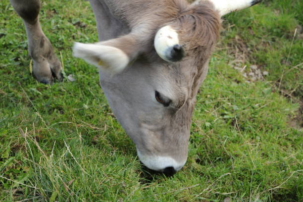 vacas con campana en los alpes suizos - animal head cow animal bell fotografías e imágenes de stock