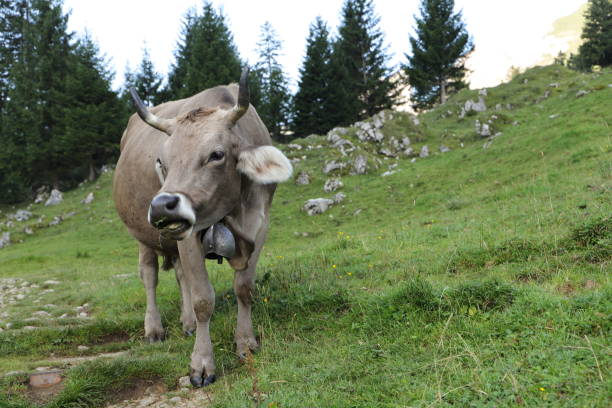 vacas con campana en los alpes suizos - animal head cow animal bell fotografías e imágenes de stock