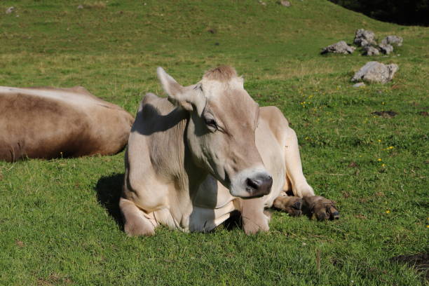 vacas con campana en los alpes suizos - animal head cow animal bell fotografías e imágenes de stock