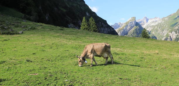 vacas con campana en los alpes suizos - animal head cow animal bell fotografías e imágenes de stock