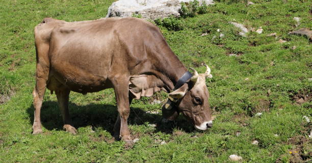 vacas con campana en los alpes suizos - animal head cow animal bell fotografías e imágenes de stock