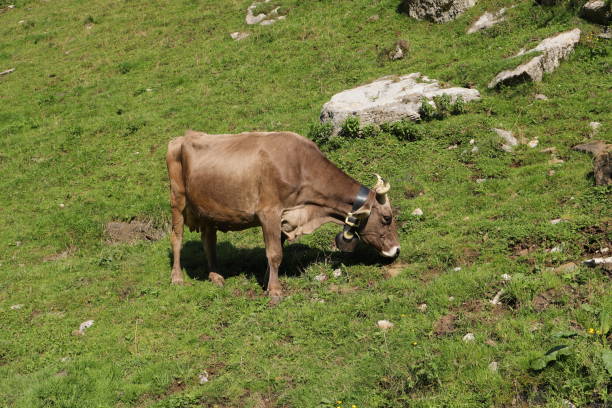 vacas con campana en los alpes suizos - animal head cow animal bell fotografías e imágenes de stock