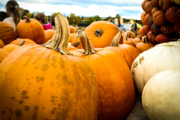 istock At the pumpkin time beautiful photograph’s 1435092536
