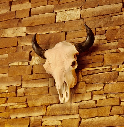 An animal skull mounted on the wall