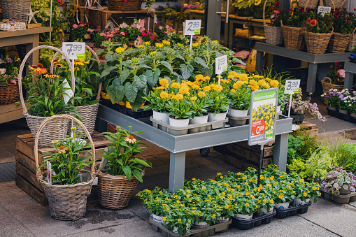 25 July 2022, Osnabruck, Germany: Plants and flowers in pots for sale at florist market or shop
