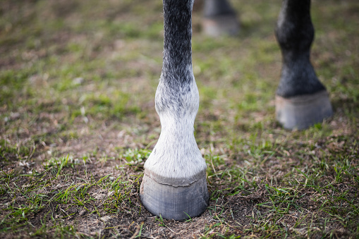Hooves of a gray horse close-up. The animal stands on a green field.
