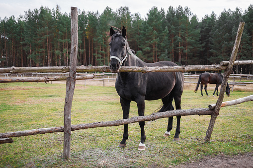 A black horse stands behind a wooden fence in an aviary against the backdrop of a green forest.