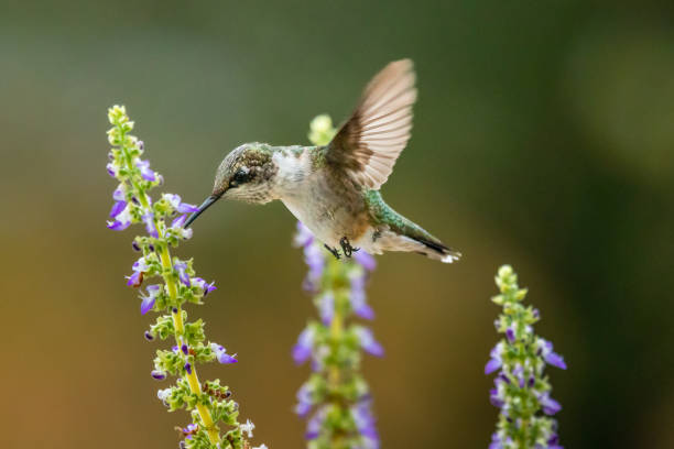 istock Hummingbird Feeding on Coleus 1435094914