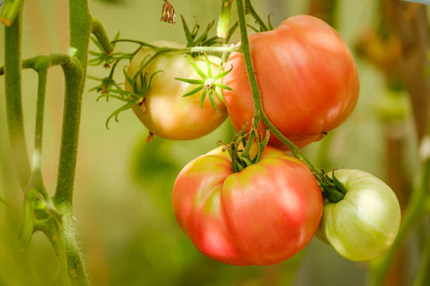 istock red ripe tomatoes close-up on a blurred background 1435095454