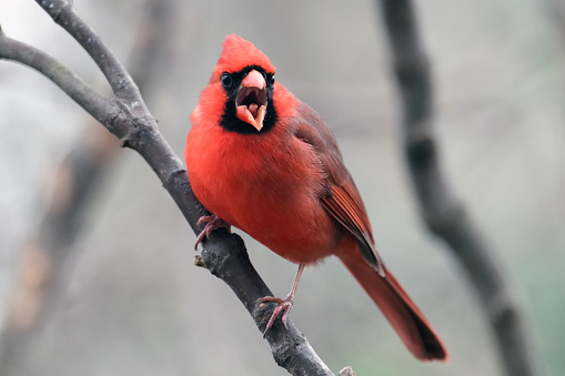 Male Cardinal has something on his mind