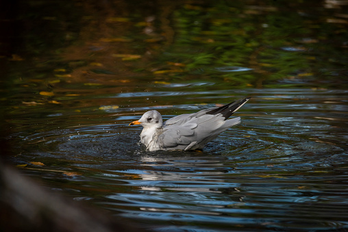 Sea gull bird on small color pond in autumn fresh evening in south Bohemia