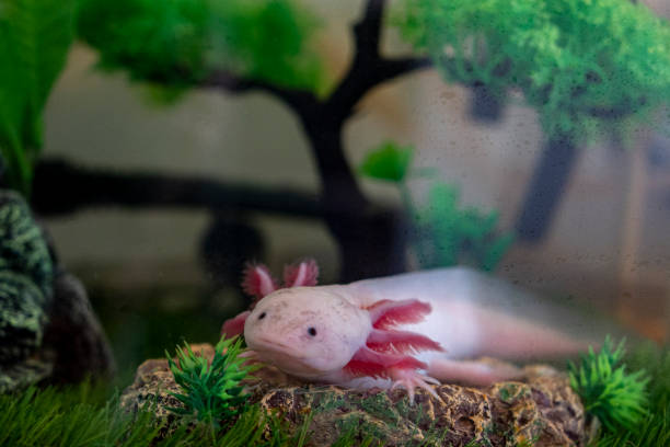 axolotl ambystoma mexicanum che cammina su un'erba in acquario. anfibio o salamandra in un acquario - young animal sea life amphibians animals and pets foto e immagini stock